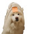 Fluffy Samoyed Dog Vinyl Car Decal Sticker – Waterproof & UV-Resistant 3.4133333333333336"