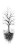 Leafless Tree Drawing Vinyl Car Decal Sticker – Waterproof & UV-Resistant 6.346666666666667"