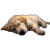 Injured Golden Retriever Vinyl Car Decal Sticker – Waterproof & UV-Resistant 6.826666666666667"