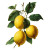 Vintage Lemons Illustration Vinyl Car Decal Sticker – Waterproof & UV-Resistant 3.4133333333333336"