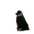 Bernese Mountain Sunset Vinyl Car Decal Sticker – Waterproof & UV-Resistant 3.4133333333333336"