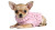 Chihuahua In Sweater Vinyl Car Decal Sticker – Waterproof & UV-Resistant 2.72"