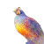 Gambel'S Quail Portrait Vinyl Car Decal Sticker – Waterproof & UV-Resistant 6.826666666666667"