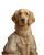 Golden Noble Retriever Vinyl Car Decal Sticker – Waterproof & UV-Resistant 4.0"