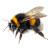 Lapphumle Bumble Bee Vinyl Car Decal Sticker – Waterproof & UV-Resistant 3.4133333333333336"