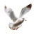 Flying Seagull V4 Vinyl Car Decal Sticker – Waterproof & UV-Resistant 6.826666666666667"