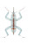 Mechanical Insect Vinyl Car Decal Sticker – Waterproof & UV-Resistant 8.96"