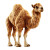 Stuffed Camel Vinyl Car Decal Sticker – Waterproof & UV-Resistant 3.4133333333333336"