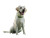 Smiling Labrador V3 Vinyl Car Decal Sticker – Waterproof & UV-Resistant 3.0933333333333333"