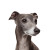 Italian Greyhound V4 Vinyl Car Decal Sticker – Waterproof & UV-Resistant 6.826666666666667"