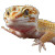 Leopard Gecko Vinyl Car Decal Sticker – Waterproof & UV-Resistant 6.826666666666667"