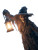 Terrifying Halloween Witch V6 Vinyl Car Decal Sticker – Waterproof & UV-Resistant 4.1066666666666665"