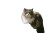 Fluffy Cat Balcony Vinyl Car Decal Sticker – Waterproof & UV-Resistant 5.97333333333333