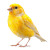 Photorealistic Canary Vinyl Car Decal Sticker – Waterproof & UV-Resistant 3.4133333333333336"
