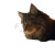 Cat Reading Menu Vinyl Car Decal Sticker – Waterproof & UV-Resistant 6.826666666666667"