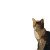 Spaceship With Cat Vinyl Car Decal Sticker – Waterproof & UV-Resistant 6.826666666666667"