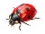 Ladybug Painting V2 Vinyl Car Decal Sticker – Waterproof & UV-Resistant 6.1866666666666665"