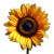 Sunflower Bloom V2 Vinyl Car Decal Sticker – Waterproof & UV-Resistant 3.4133333333333336"