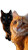 Cats Taking Selfie V41 Vinyl Car Decal Sticker – Waterproof & UV-Resistant 4.906666666666666"