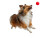 Sheltie Jumping Vinyl Car Decal Sticker – Waterproof & UV-Resistant 6.1866666666666665"