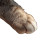 Cat'S Paw Comfort Vinyl Car Decal Sticker – Waterproof & UV-Resistant 3.4133333333333336"