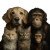 Pets Together V2 Vinyl Car Decal Sticker – Waterproof & UV-Resistant 3.4133333333333336"
