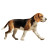 Walking Beagle Vinyl Car Decal Sticker – Waterproof & UV-Resistant 3.4133333333333336"