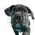 Underwater Cane Corso Vinyl Car Decal Sticker – Waterproof & UV-Resistant 6.826666666666667"