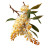 Acacia Flower V2 Vinyl Car Decal Sticker – Waterproof & UV-Resistant 6.826666666666667"