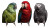 Colorful Parrots Perched V2 Vinyl Car Decal Sticker – Waterproof & UV-Resistant 5.4