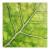 Leaf Veins Closeup Vinyl Car Decal Sticker – Waterproof & UV-Resistant 3.4133333333333336"