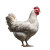 White Chicken Side Vinyl Car Decal Sticker – Waterproof & UV-Resistant 3.4133333333333336"