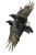 Raven Flight Study Vinyl Car Decal Sticker – Waterproof & UV-Resistant 8.96"