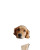 Golden Retriever Relaxing V8 Vinyl Car Decal Sticker – Waterproof & UV-Resistant 4.0"
