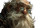 Elderly Gnome Wizard Vinyl Car Decal Sticker – Waterproof & UV-Resistant 5.4