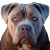 Beautiful Bulldog Face Vinyl Car Decal Sticker – Waterproof & UV-Resistant 6.826666666666667"