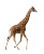 Giraffe Illustration Vinyl Car Decal Sticker – Waterproof & UV-Resistant 8.0"