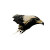 Diving Golden Eagle Vinyl Car Decal Sticker – Waterproof & UV-Resistant 6.826666666666667"