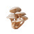 White Mushrooms Cluster Vinyl Car Decal Sticker – Waterproof & UV-Resistant 6.826666666666667"