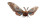 Mothra On Savannah Vinyl Car Decal Sticker – Waterproof & UV-Resistant 2.72"
