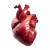 Human Heart Image Vinyl Car Decal Sticker – Waterproof & UV-Resistant 3.4133333333333336"