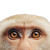 Monkey Eyes Vinyl Car Decal Sticker – Waterproof & UV-Resistant 3.4133333333333336"