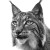 Lynx Portrait Vinyl Car Decal Sticker – Waterproof & UV-Resistant 3.4133333333333336"