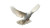 Sacred White Dove Vinyl Car Decal Sticker – Waterproof & UV-Resistant 2.72"