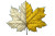 Leaf Transformation Vinyl Car Decal Sticker – Waterproof & UV-Resistant 5.97333333333333