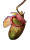 Neon Pitcher Plant Vinyl Car Decal Sticker – Waterproof & UV-Resistant 4.693333333333333"