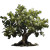 Fig Tree Realism Vinyl Car Decal Sticker – Waterproof & UV-Resistant 3.4133333333333336"