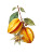 Carambola Fruit Vinyl Car Decal Sticker – Waterproof & UV-Resistant 8.213333333333333"