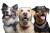Happy Dogs Trio Vinyl Car Decal Sticker – Waterproof & UV-Resistant 2.986666666666667"