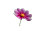Cosmos Flower Vinyl Car Decal Sticker – Waterproof & UV-Resistant 2.8